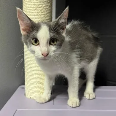 A baby small-sized male Gray / Blue / Silver Domestic Medium Hair cat named Rigatoni for adoption in Edwardsville, IL