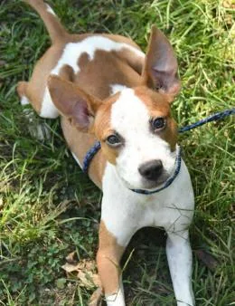 An adult medium-sized male Mixed Breed dog named Hank for adoption in Kansas City, MO