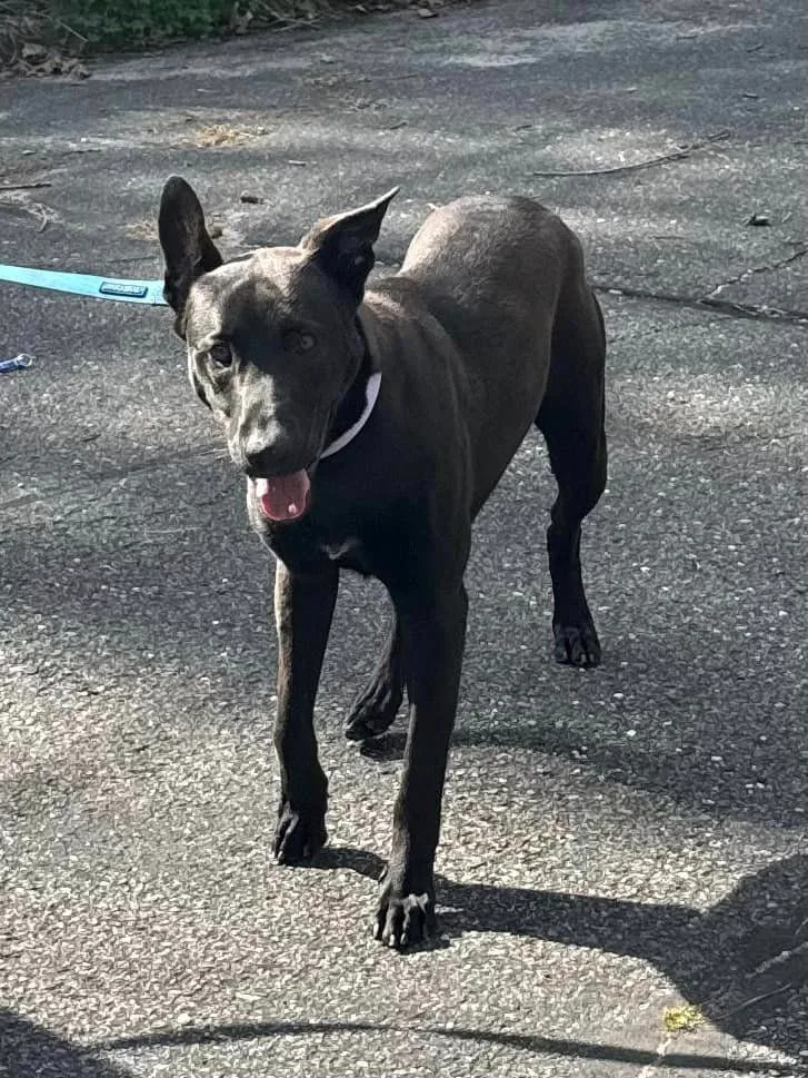 A young large-sized male Black German Shepherd Dog dog named Adoni for adoption in Old Westbury, NY