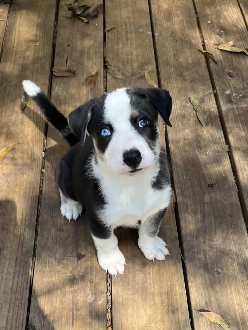 A baby large-sized male Siberian Husky dog named Kodiak for adoption in Greensboro, GA