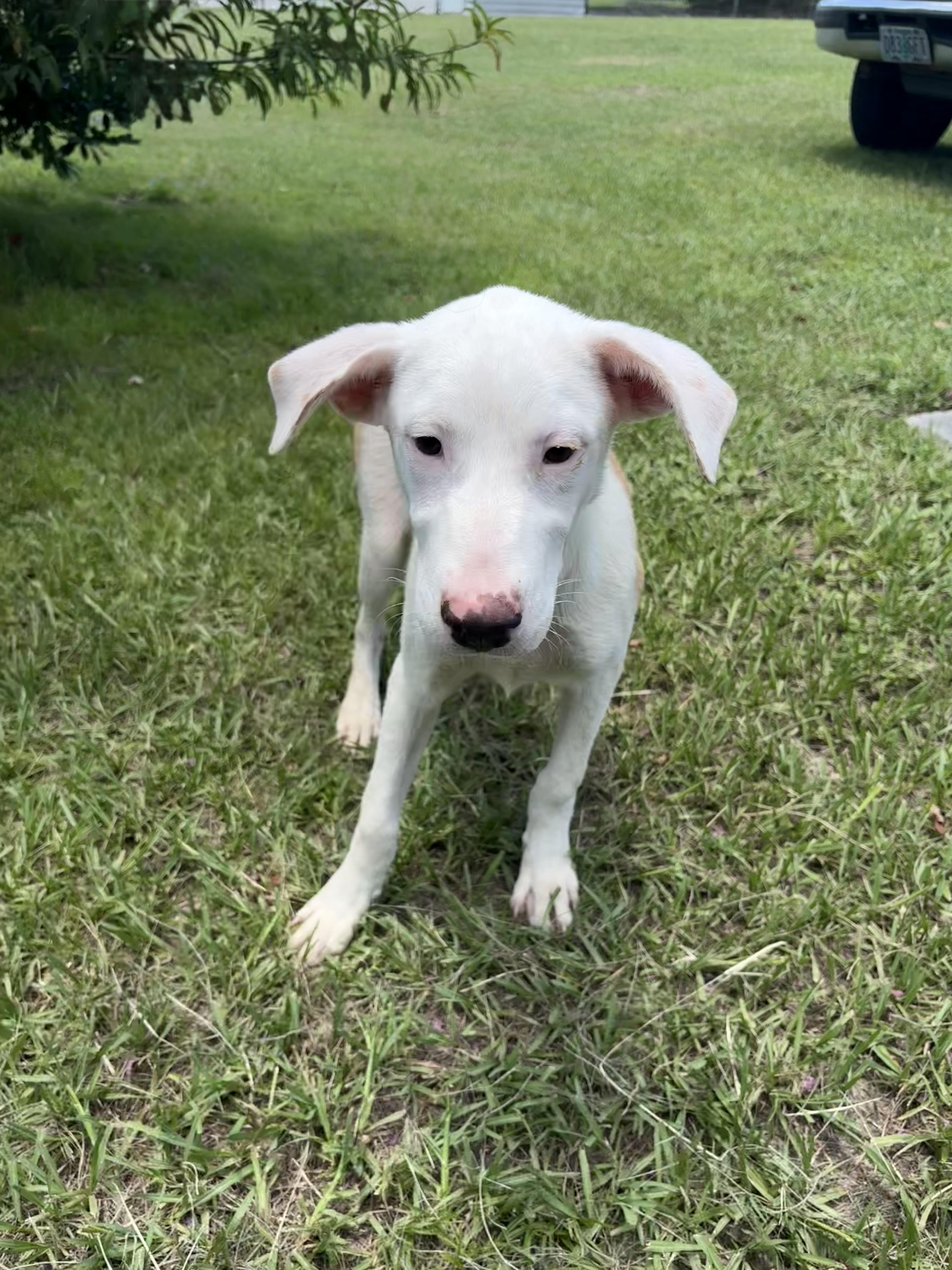 A baby medium-sized male White / Cream Bulldog dog named Ralph for adoption in Valdosta, GA