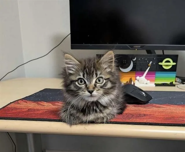 A baby medium-sized male Domestic Medium Hair cat named Van for adoption in Kent, WA