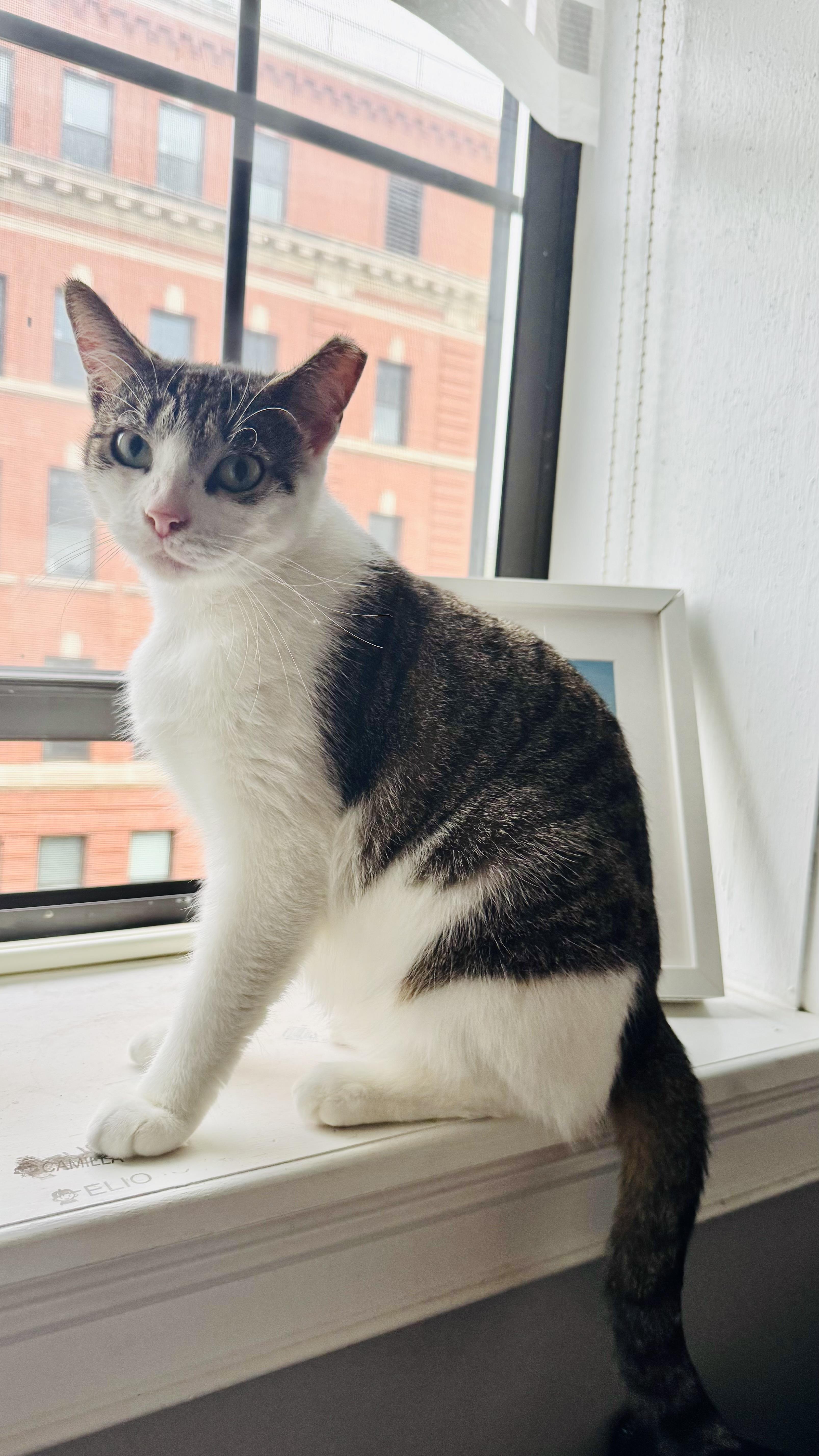 A young medium-sized female Calico American Shorthair cat named Madison for adoption in Jersey City, NJ