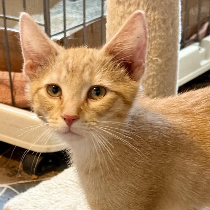 A baby small-sized male Orange / Red Domestic Short Hair cat named Yugi for adoption in Marion, IL