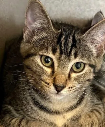 A baby small-sized male Domestic Short Hair cat named Aster for adoption in Washington, DC