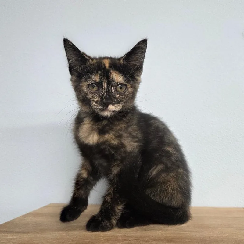 A baby small-sized female Black Domestic Short Hair cat named Victoria for adoption in Pontiac, IL