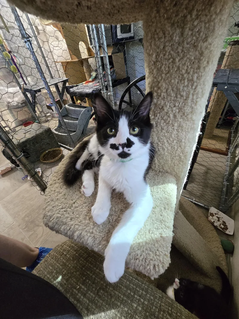 Mustache