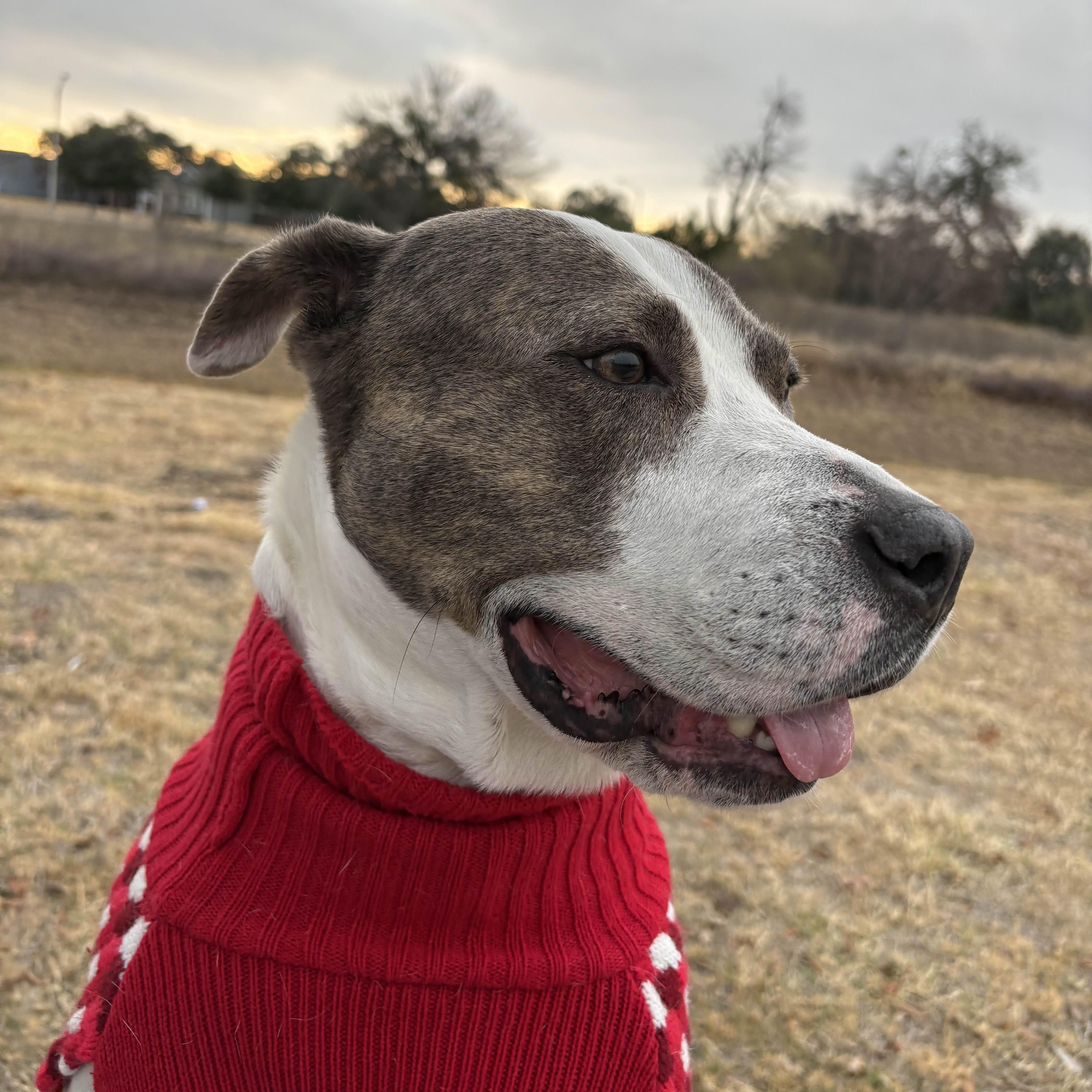An adult medium-sized female White / Cream Pit Bull Terrier dog named Apple Dumpling for adoption in Austin, TX