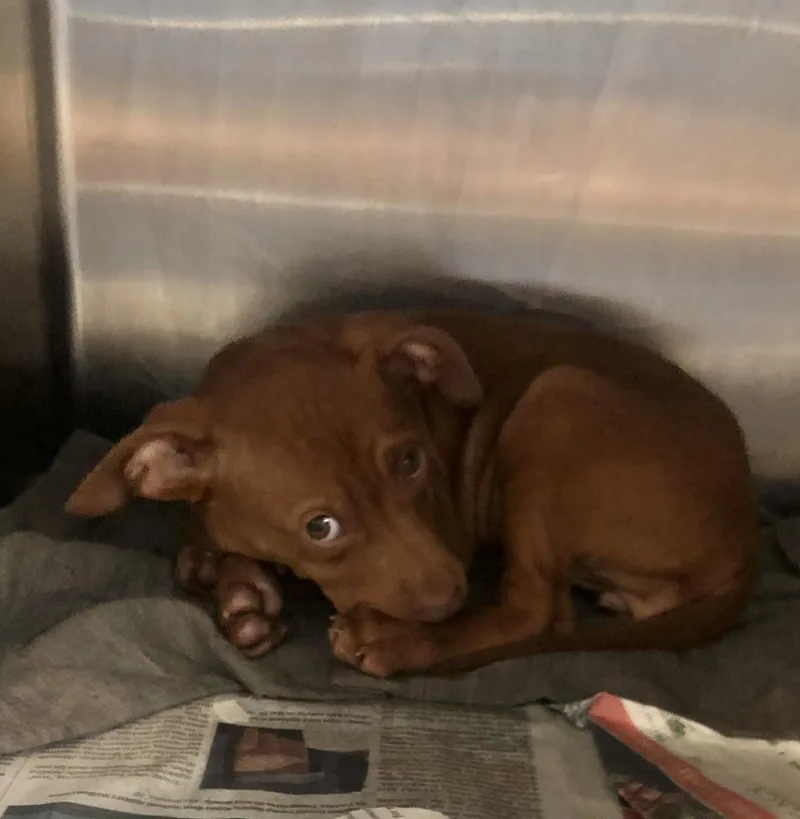A baby medium-sized female Brown / Chocolate Labrador Retriever dog named Trixie for adoption in Parma, OH