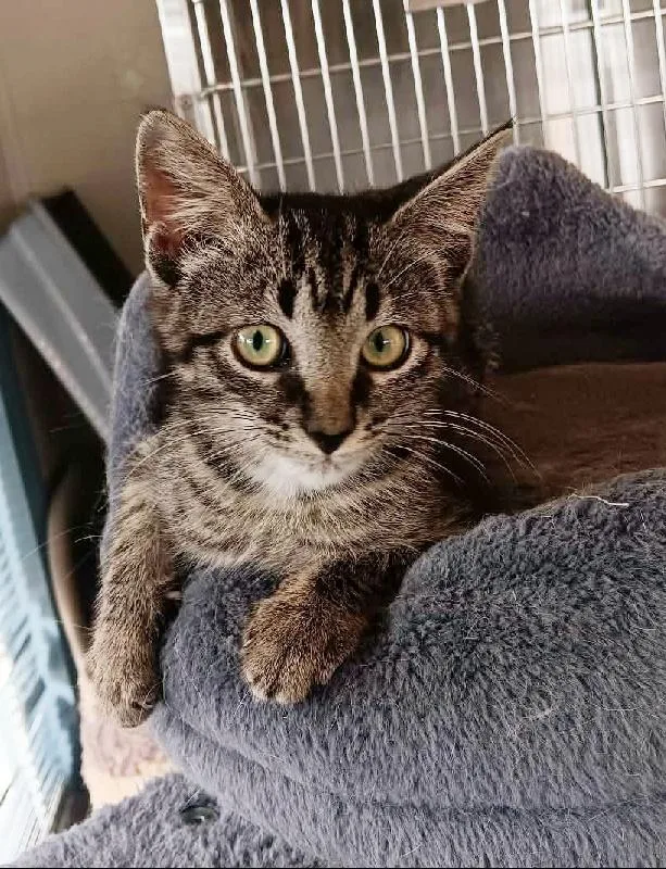 A baby medium-sized female Tabby cat named Mini for adoption in Seymour, IN