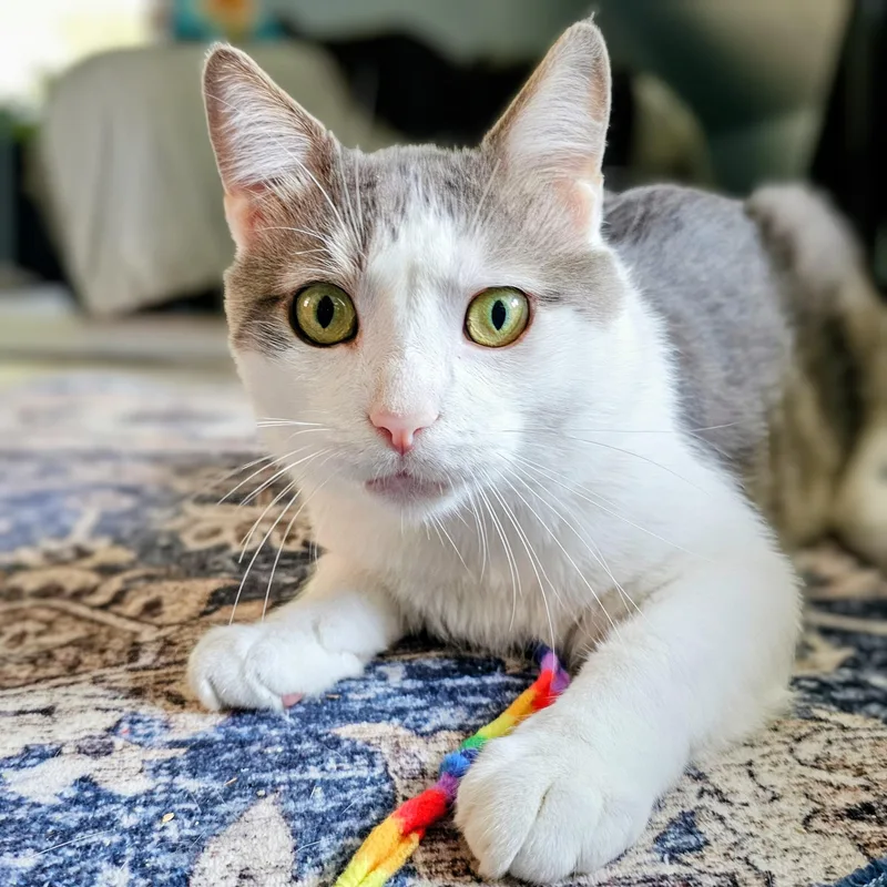 An adult medium-sized male Gray & White Domestic Short Hair cat named Cloudy for adoption in Chicago, IL