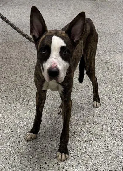 An adult medium-sized male Brown / Chocolate Mixed Breed dog named Radcliffe for adoption in Kansas City, MO
