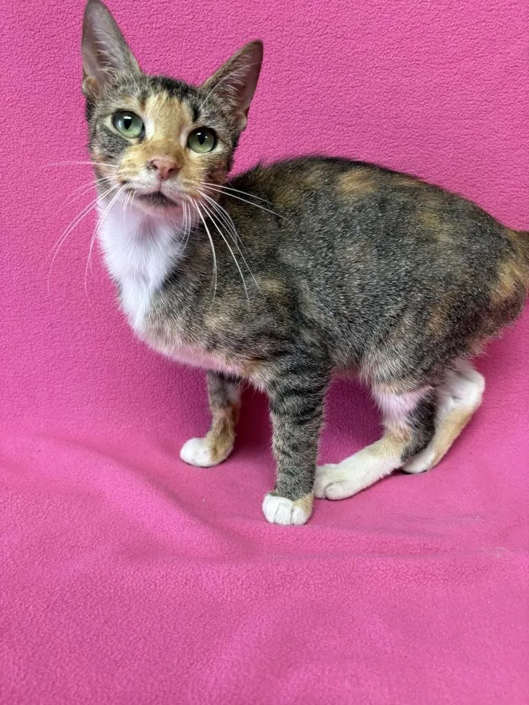 A young medium-sized female Torbie Domestic Short Hair cat named Mika for adoption in Valdosta, GA