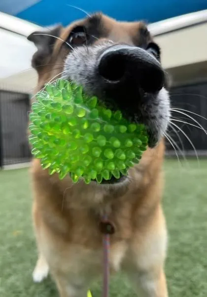 A senior large-sized female German Shepherd Dog dog named Paisley for adoption in Roseville, CA