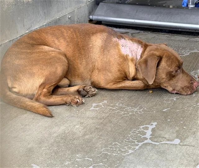 An adult large-sized male Labrador Retriever dog named Styles for adoption in Camarillo, CA