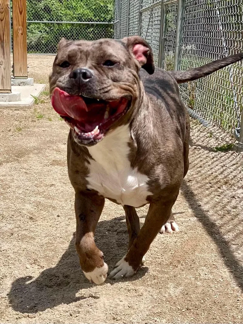 An adult large-sized female Brindle American Bully dog named Blossom for adoption in Cranston, RI