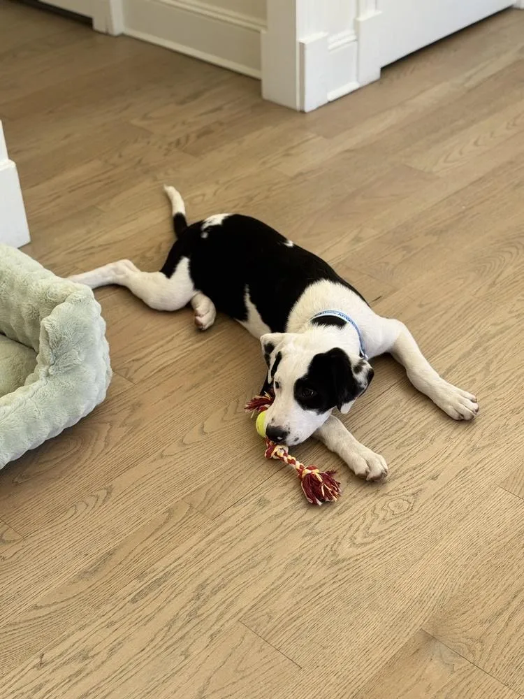 Odie thumbnail 3