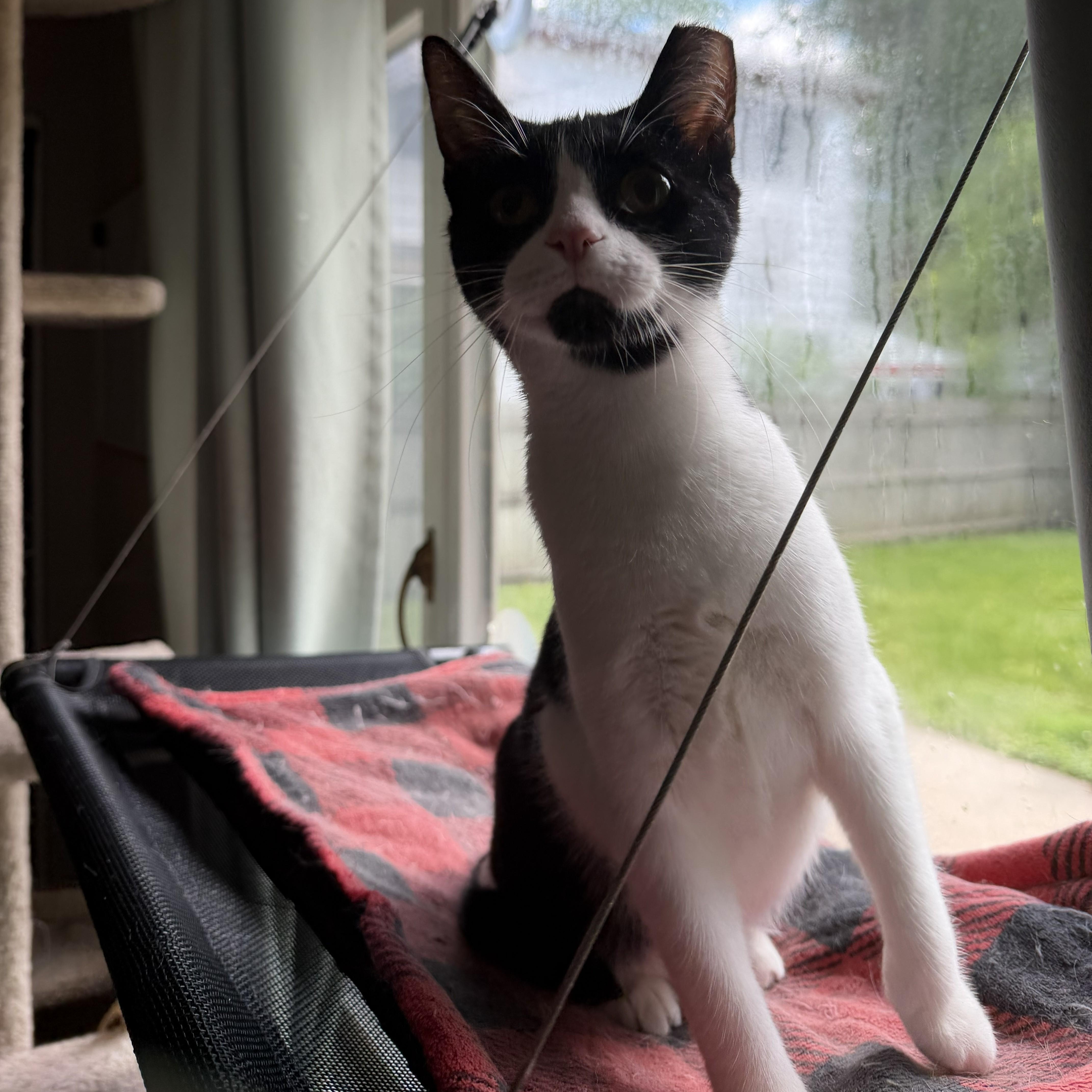 A young medium-sized male Black & White / Tuxedo Domestic Short Hair cat named Xander for adoption in Royal Oak, MI