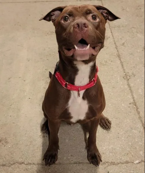 A young medium-sized male Pit Bull Terrier dog named Boone for adoption in Albany, NY
