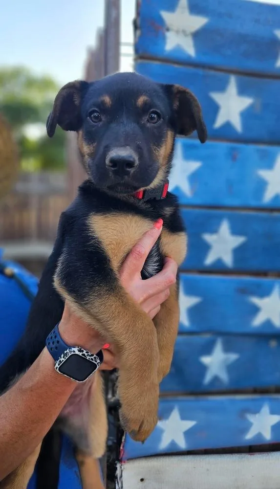 A baby large-sized female Brown / Chocolate German Shepherd Dog dog named Cadabby for adoption in Pleasant Hill, CA