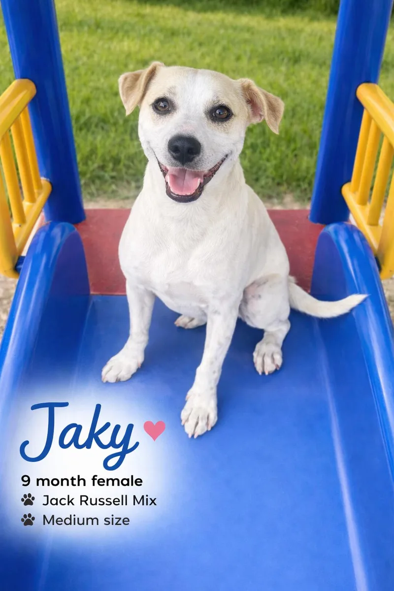 A young medium-sized female White / Cream Jack Russell Terrier dog named Jaky –  Month for adoption in Mesa, AZ