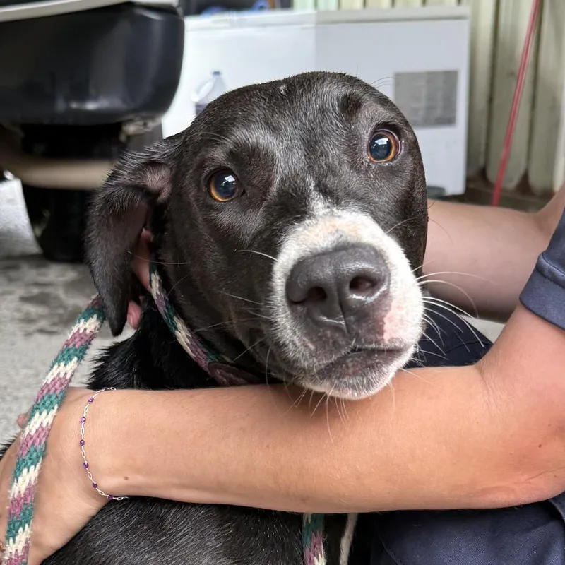 A young medium-sized female Black Labrador Retriever dog named Penelope for adoption in Jacksonville, AR