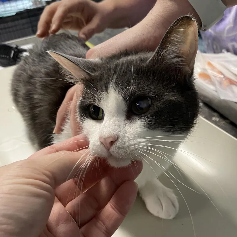 A young medium-sized female Gray / Blue / Silver Domestic Medium Hair cat named Avocado for adoption in Hattiesburg, MS