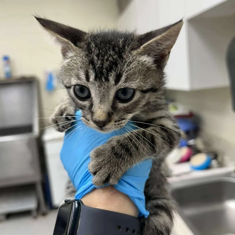 A baby small-sized male Domestic Short Hair cat named Pugsley for adoption in Bastrop, TX
