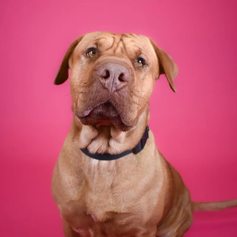An adult large-sized female Red / Chestnut / Orange Shar-Pei dog named Ruby for adoption in West Palm Beach, FL