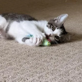 A baby medium-sized male Tabby (Gray / Blue / Silver) Domestic Short Hair cat named Lainey for adoption in Liverpool, TX