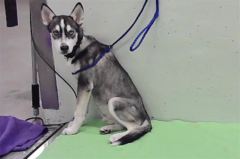 A baby small-sized male Siberian Husky dog named A for adoption in Houston, TX
