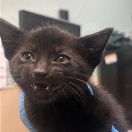 A baby small-sized female Black Domestic Short Hair cat named Lucy for adoption in Tacoma, WA