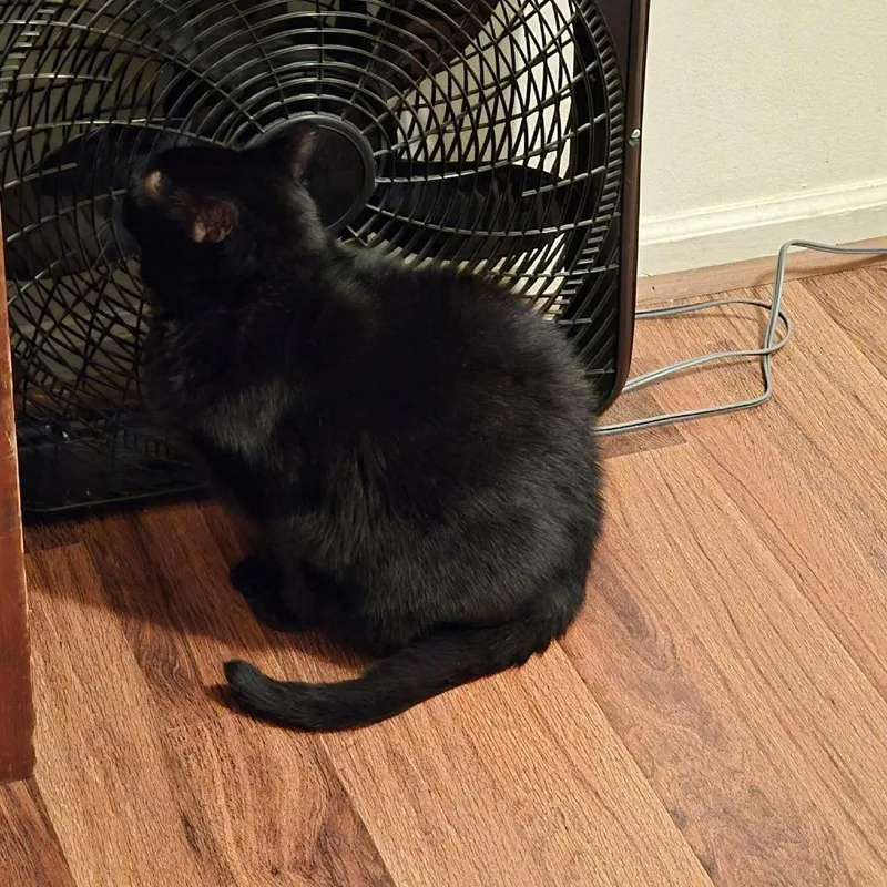 A senior small-sized male Black Domestic Short Hair cat named Milton Rayburn for adoption in Woodstock, VA