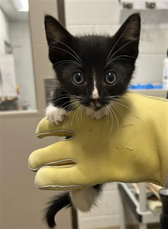 A baby small-sized female Domestic Short Hair cat named Noah for adoption in Derwood, MD
