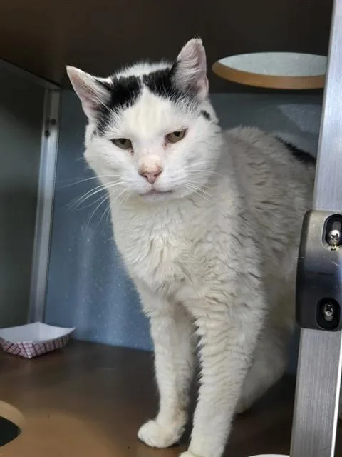 An adult small-sized male Domestic Short Hair cat named Hershel for adoption in Westminster, MD