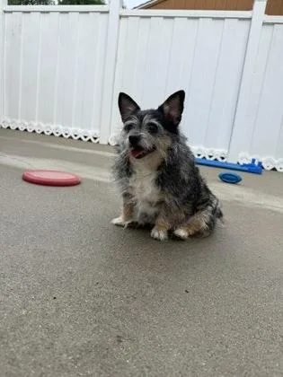 A senior small-sized female Chihuahua dog named Harley for adoption in East Brookfield, MA