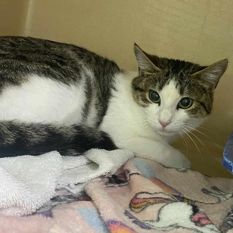 An adult medium-sized female Tabby (Brown / Chocolate) Domestic Short Hair cat named Mama Girl for adoption in Elyria, OH