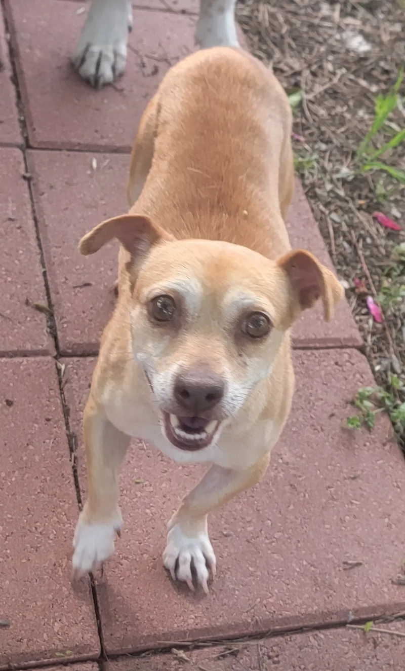 An adult small-sized female Yellow / Tan / Blond / Fawn Dachshund dog named Beth for adoption in Van Alstyne, TX
