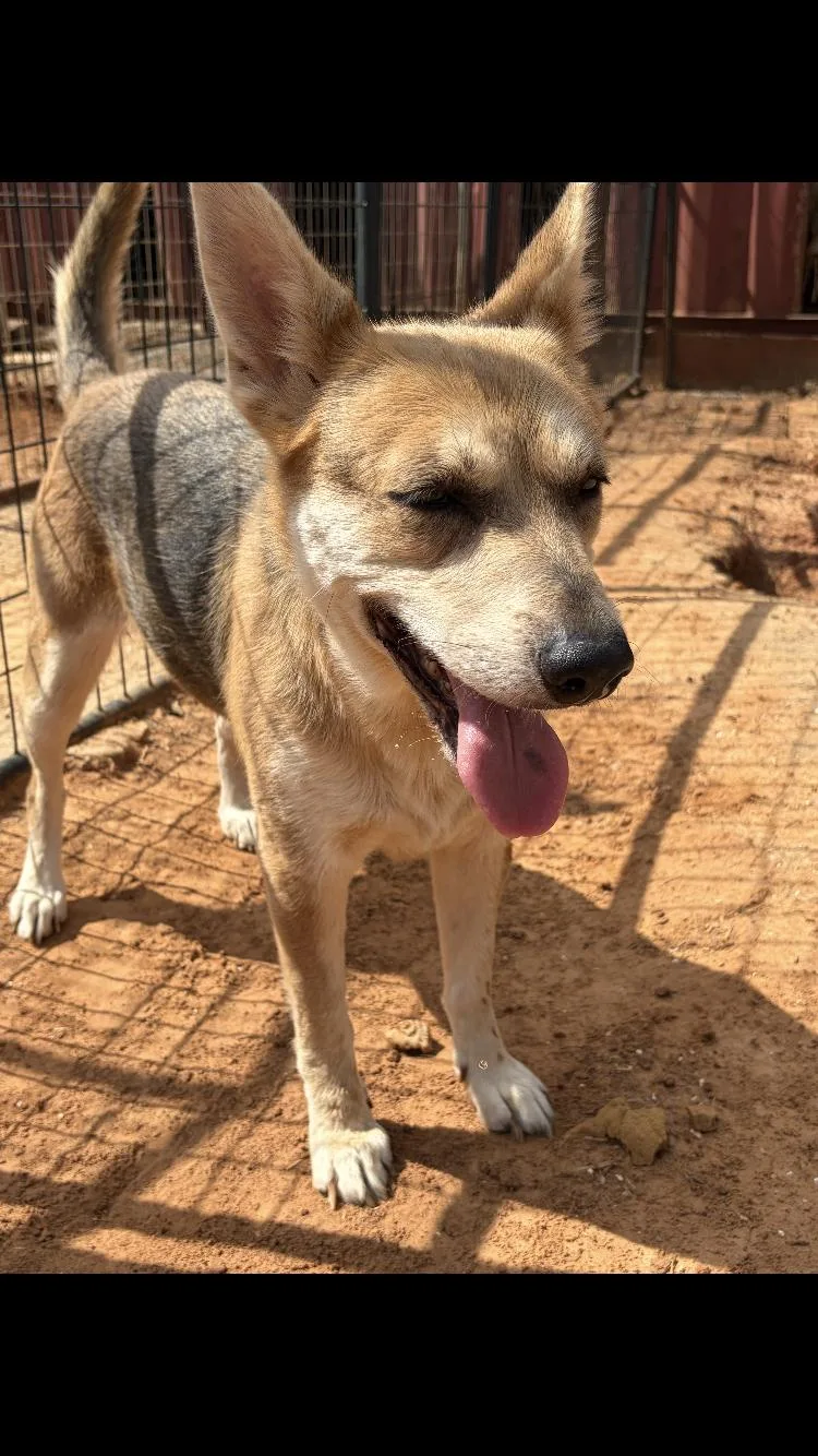 An adult medium-sized female Shepherd dog named Scoots for adoption in Paradise, TX