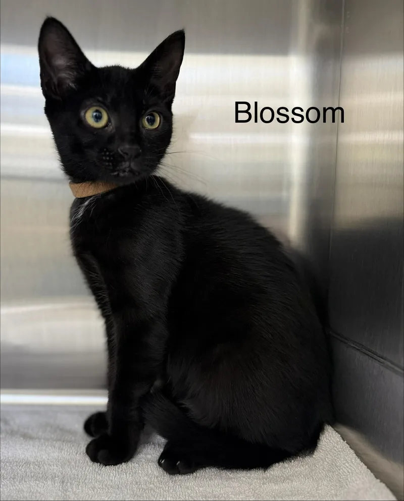 A baby medium-sized female Black Domestic Short Hair cat named Blossom for adoption in Pawleys Island, SC