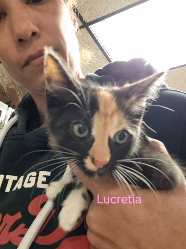 A baby medium-sized female Domestic Short Hair cat named Lucretia for adoption in Cincinnati, OH