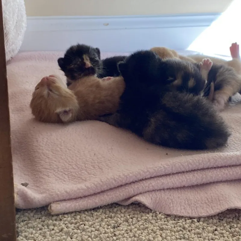 A baby small-sized female Calico Domestic Short Hair cat named Margaret for adoption in Roswell, GA