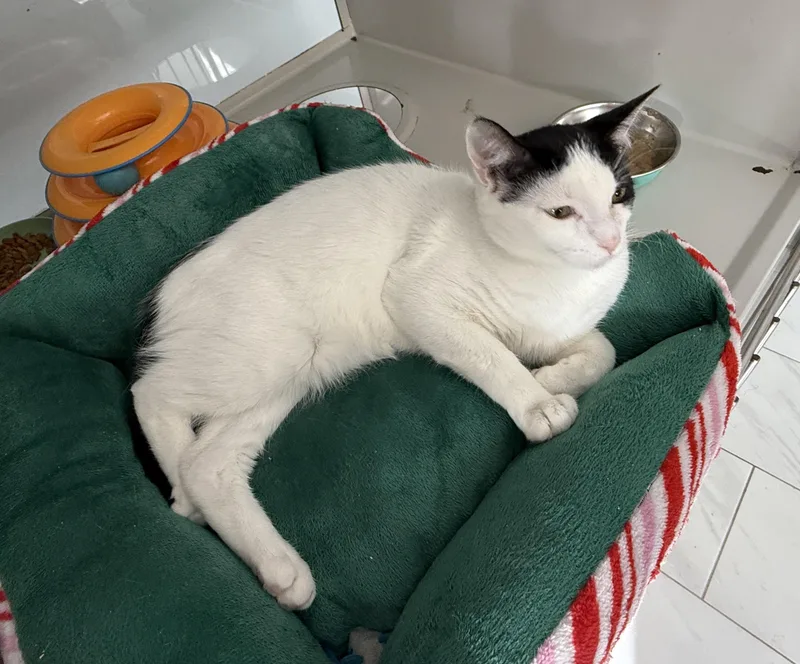 Marshall thumbnail 2