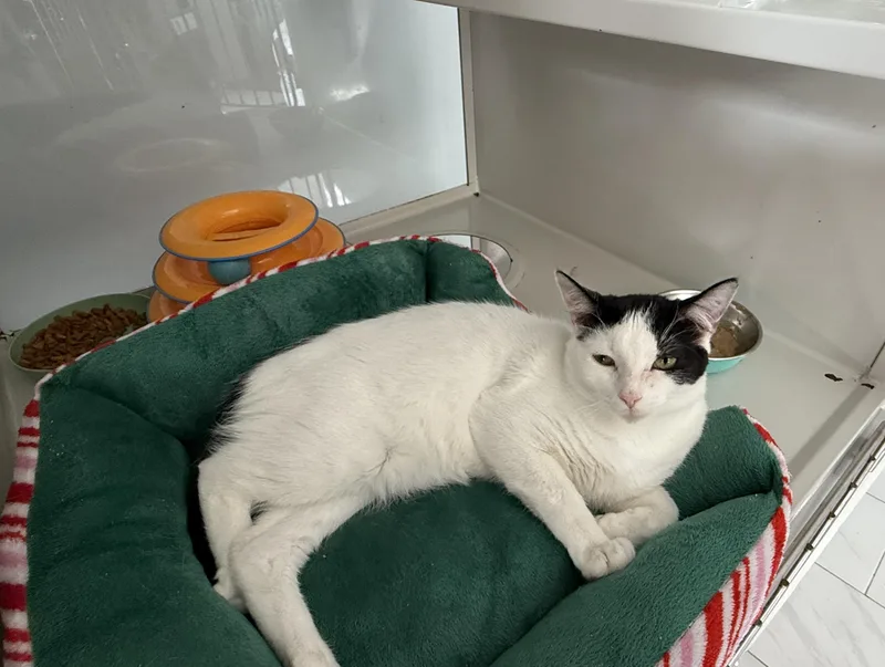 Marshall thumbnail 3