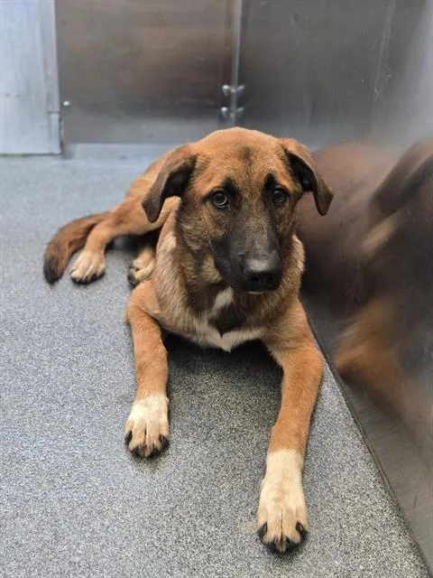 A young medium-sized female Mixed Breed dog named Juneau for adoption in Dallas, TX