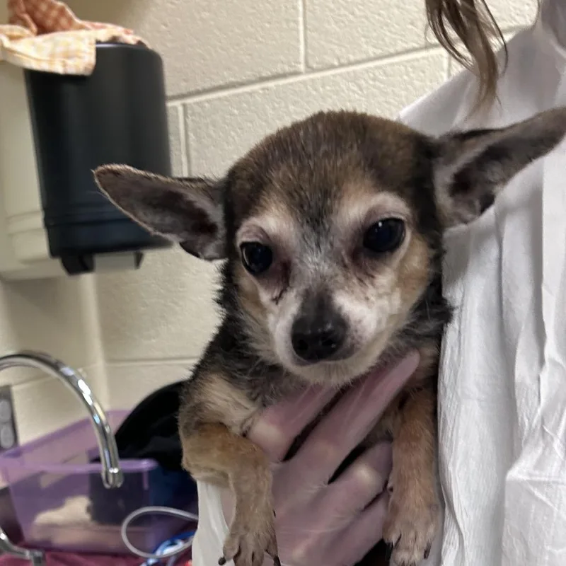 A senior small-sized male Black Mixed Breed dog named Edward Scissorhands for adoption in Asheville, NC