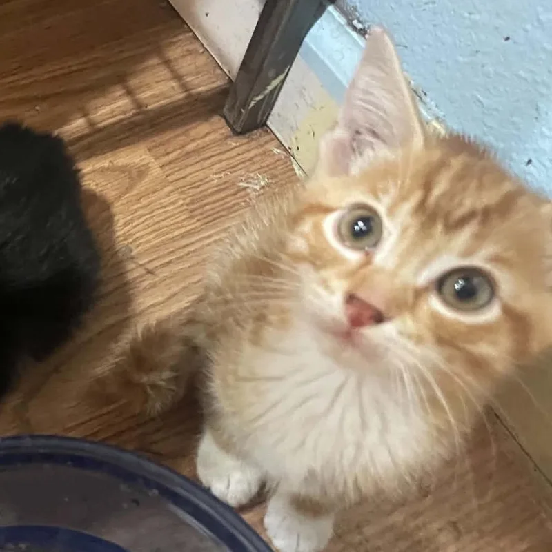 A baby small-sized male American Shorthair cat named Jeebs for adoption in mount vernon, AR