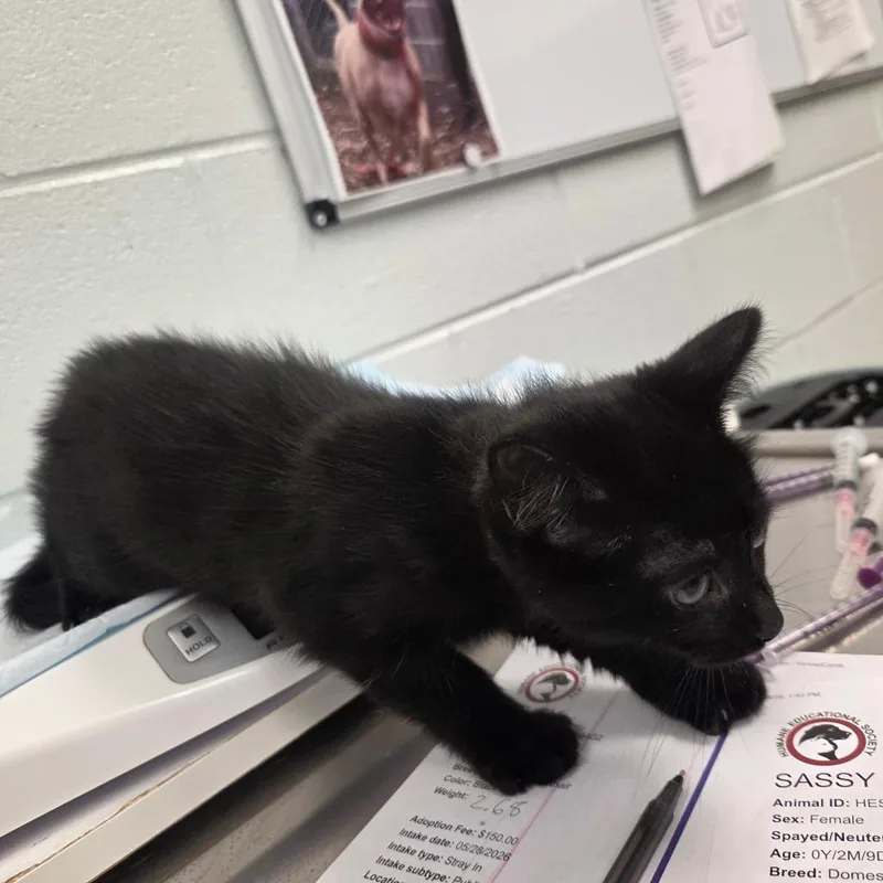 A baby small-sized female Black Domestic Short Hair cat named Lovey for adoption in Chattanooga, TN