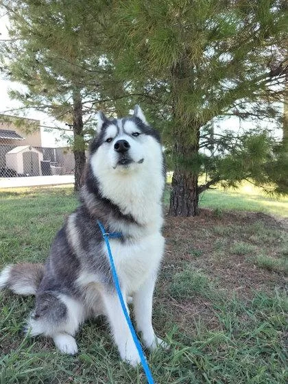 Ares