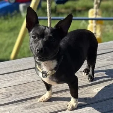 A young small-sized female Black Chiweenie dog named Rose for adoption in Williston, VT